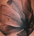 Tattoos - Magnolia - 34526
