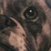 Tattoos - Puppy dog tattoo portrait - 68297
