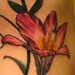Tattoos - Tiger Lily Tattoo - 25299