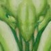 tattoo galleries/ - cocoon  - 35788