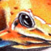 tattoo galleries/ - poison dart frog