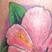 tattoo galleries/ - flower - 27643