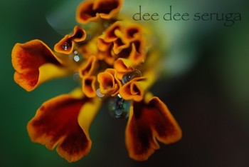 Looking for unique  photos? marigold 1