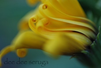 Looking for unique  photos? curly yellow flower 4