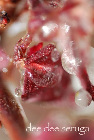 Looking for unique  photos? frozen flower