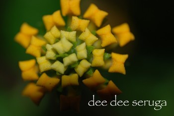 Looking for unique  photos? lantana