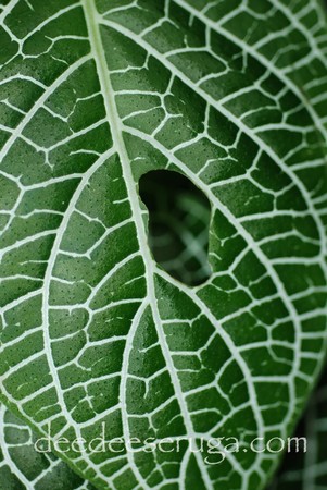Looking for unique  photos? leaf with veins