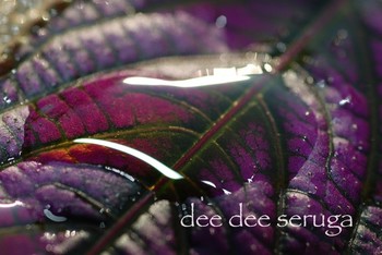 Looking for unique  photos? purple and green leaf 2