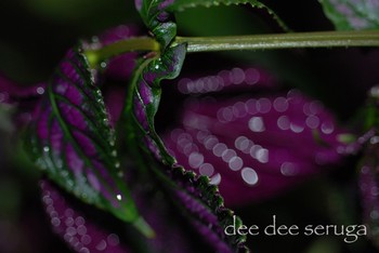 Looking for unique  photos? purple and green leaf 1