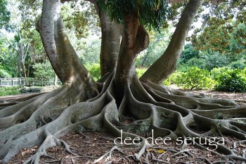 Looking for unique  photos? banyan tree