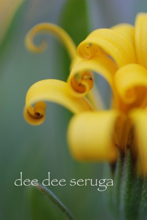 Looking for unique  photos? curly yellow flower