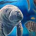 Tattoos - Manatees - 29902