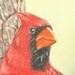 Tattoos - Cardinal-oil on canvas - 47257