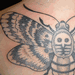 tattoo galleries/ - death head moth - 63425