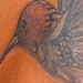 tattoo galleries/ - Hummingbird... - 53158