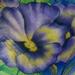 Tattoos - Pansy flower. - 64873