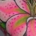 Tattoos - star gazer lily - 52797