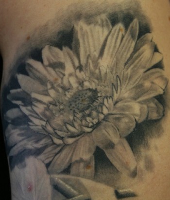Jesse Rix - gerber daisy