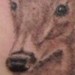 Tattoos -  - 40462