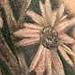 Daisies+tattoos