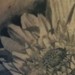Gerber+daisy+tattoo+images