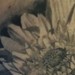 Gerber+daisies+tattoos