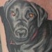 Tattoos - Dog portrait cover up - 35184
