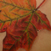 tattoo galleries/ - Maple leaf - 30248