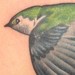 tattoo galleries/ - SWALLOW - 52503