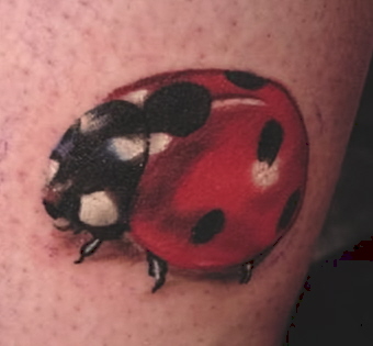 Tim Plumley - realistic bug , lady bug