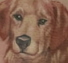 dog portrait, realist dog portrait Tattoo Thumbnail