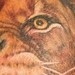 Tattoos - The Lion - 50891
