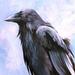 Raven Study Original Art Design Thumbnail