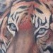 Tattoos - Ryan's Tiger - 37366