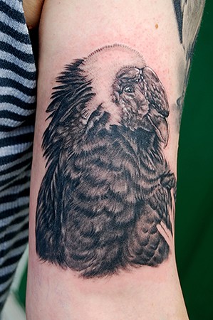 Shane ONeill - Bird Tattoo