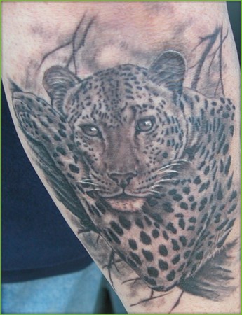 Shane ONeill - Jaguar in Tree Tattoo