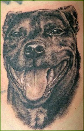 Shane ONeill - Pitbull Tattoo