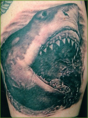 Shane ONeill - Shark Tattoo