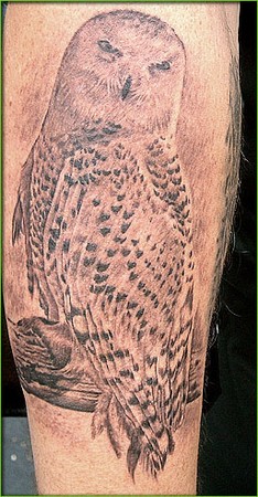 Shane ONeill - Owl Tattoo