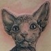 Tattoos - Hairless Cat Tattoo - 34709