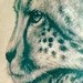 Tattoos - Cheetahs Tattoo - 34798