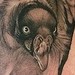 Tattoos - Vulture Tattoo - 34489