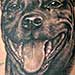 Tattoos - Pitbull Tattoo - 35301