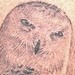 Tattoos - Owl Tattoo - 34799