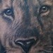 Tattoos - black and gray lion portrait  - 51625