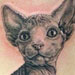 Tattoos - Hairless Cat Tattoo - 22678