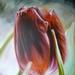 Art Galleries - Rose Painting - 60339