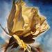 Art Galleries - Golden Rose - 60340