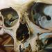 Art Galleries - Skull Oil Painting - 60341