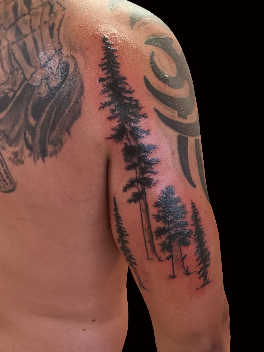redwood trees by adam considine sweet trade tattoo redwood trees by adam considine sweet trade tattoo